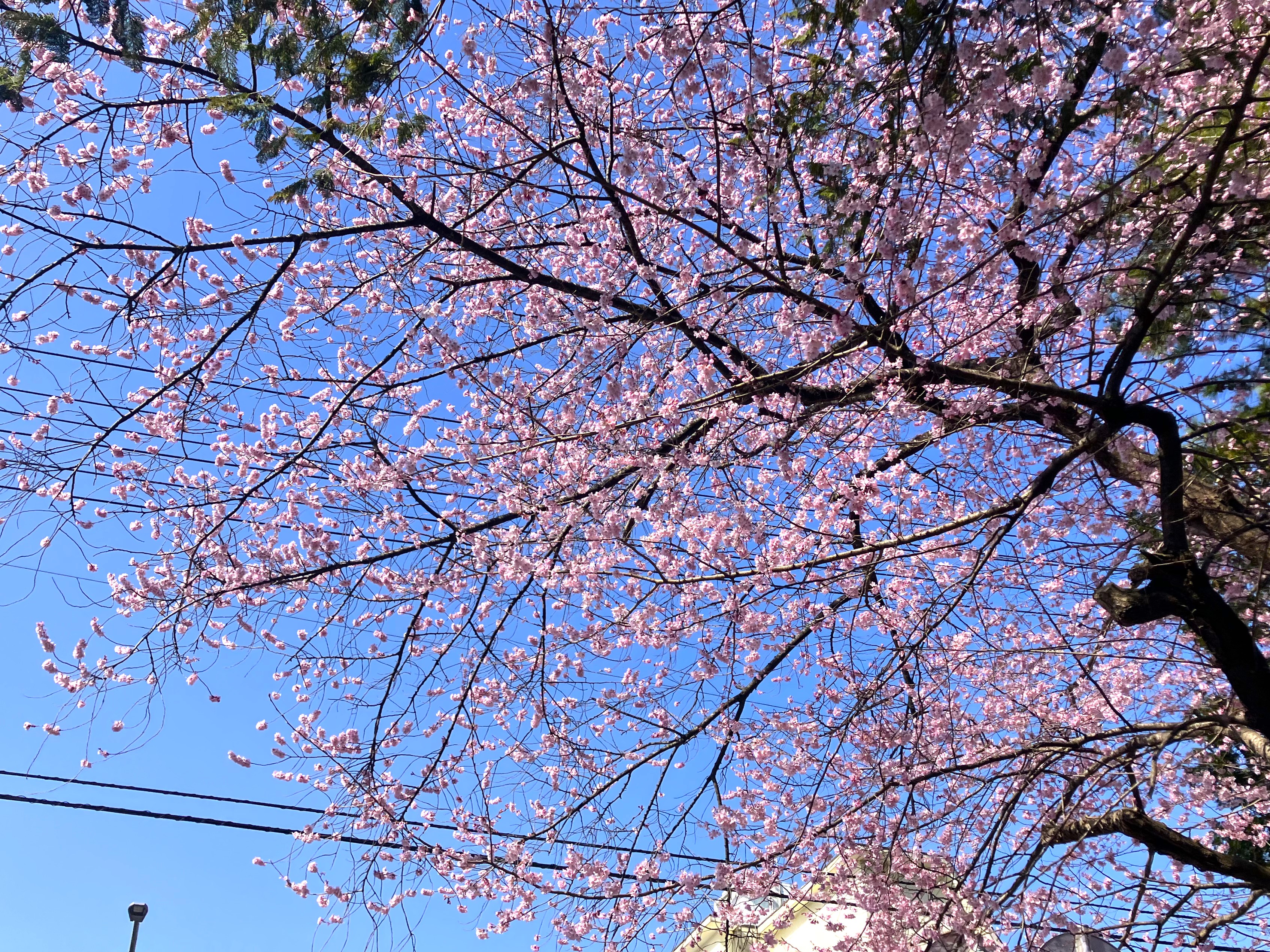 東北大学の桜 春