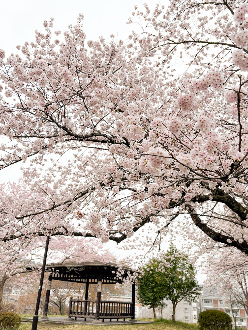 肉のいとう肉の日キャンペーン