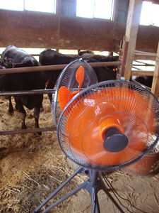 牛舎の夏場の暑さを解消する扇風機