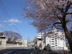 桜の木２