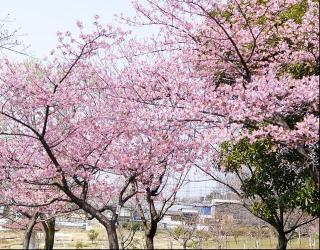 桜仙台