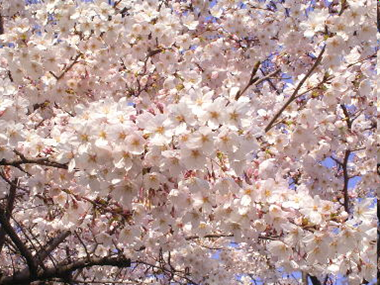 桜