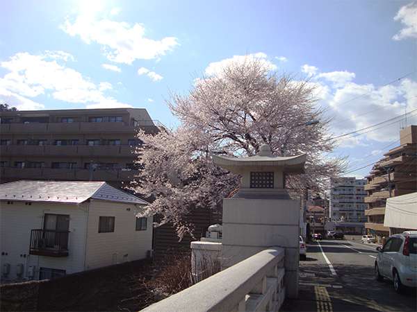 桜の木